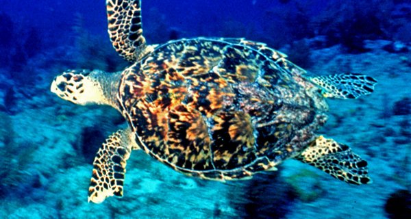 Querida Del Mar Private Snorkeling Cruise